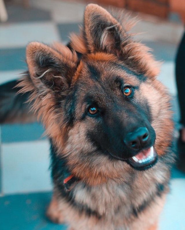German Shepard Dog